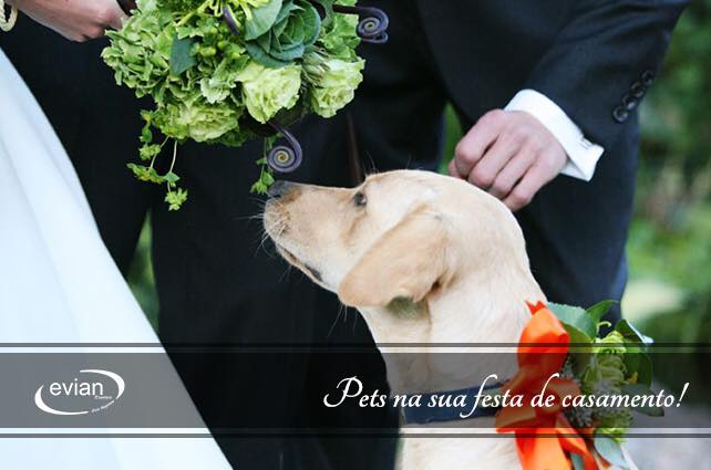 Blog Casamentos Buffet Evian Eventos | Animais de Estimação na sua Festa de Casamento